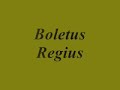 Ljetna berba vrganja,Sljeme 26.07.2005(Boletus Hunt)