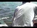 ferrer point 2007