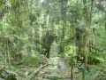 Custom Acoustic Guitar Music set to Images of the Amazon Rain Forest.