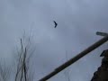 Little Choptank River Goose Hunt Little Choptank River Goose Hunt