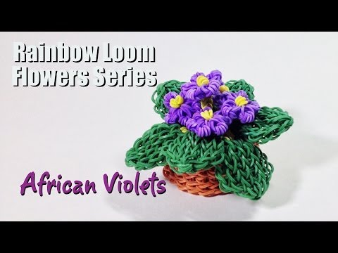 how to grow rainbow roses