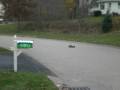 My nitro car hitting a tree at high speed