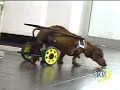 Silla de Ruedas Caninas