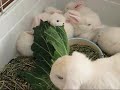 baby rabbits