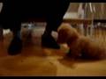 犬のしつけ　ポロンの場合