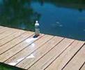 milk and pool clore milk and pool clore