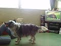 my dog Bonnie