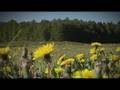 videos de ESF in action - Tallinn, Estonia (in Estonian)