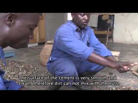 how to harvest cashews