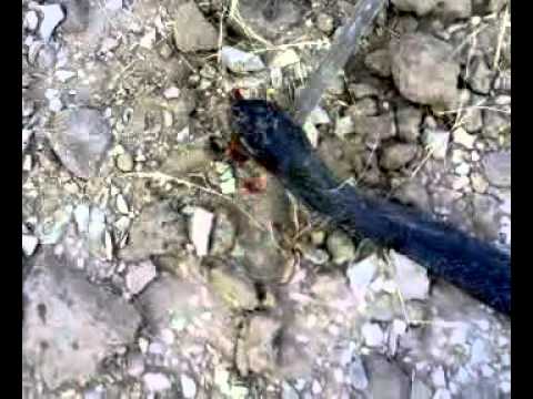 حنش -