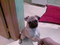 PUG CARLINO