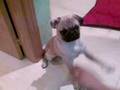 PUG CARLINO