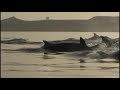 Puerto Piramides y las orcas /  NV produccion Independiente.