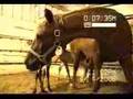 Arabian Horse Twin Foals
