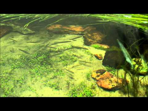 video-linktoworks-How is Air and Oxygen Important in a Fish Tank