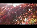 近江神宮秋の風景