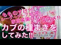 【カブ 種まき シーダーテープ加工】家庭菜園にオススメの秋冬野菜！もものすけカブの種まきをしてみた！