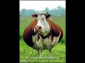 Bird Flu Meets Mad Cow Bird Flu Meets Mad Cow