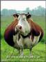 Bird Flu Meets Mad Cow