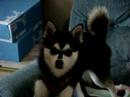 Cooper our Alaskan Klee Kai Pup