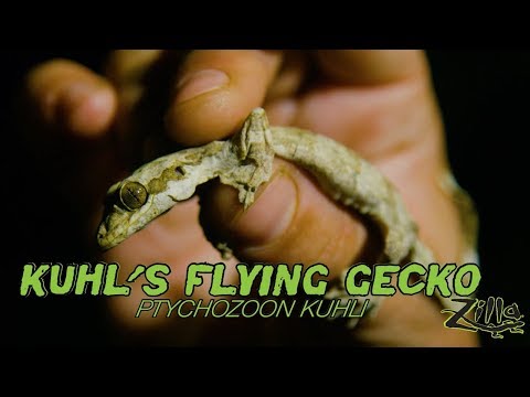 YouTube reptile video