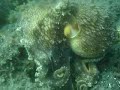 Coconut Octopus in Lembeh Straits2