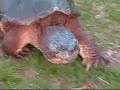 Snapping turtle Snapping turtle