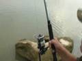 Silurus glanis/ big catfish/ somn