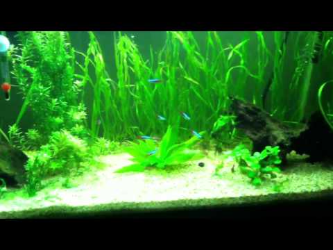 how to get rid algae in fish tank