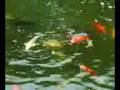 videos de nous 1059.avi