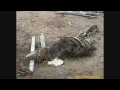 Guarda video