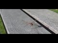 Bruinrode heidelibel landt op bank, Common Darter landing