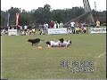 Wazee Pairs skyhoundz worlds 05