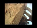 WARNING! GRAPHIC SKYDIVE ACCIDENT! 1 Arm Skydiver