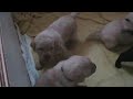 Banjer & pups, 3 weken oud