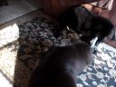 beacon & luna
