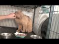 Thomas O'Malley Flufferpants I.mov