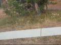 videos de Busy Squirrel in Yellowstone National Park in Wyoming USA.wmv