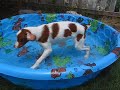 Torrey in the Pool