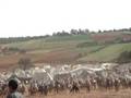 videos de FANTAZIA A SIDI SLIMANE