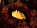 albino pacman frog eating shrimp
