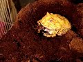 albino pacman frog eating shrimp