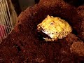 albino pacman frog eating shrimp