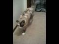 videos de zoe limping.avi