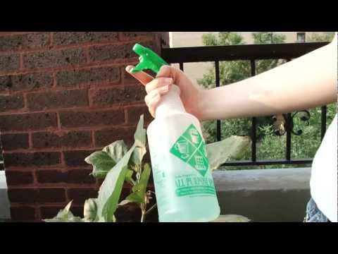 how to cure eggplant