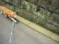 猫とお散歩してみませんか体験版『Do not you take a walk with a cat?』experience