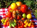Virginia Farm Bureau - In the Garden - Tomatoes