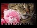 vERY fUNNY cATS 6