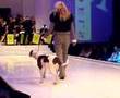 Bulldog Americano video
