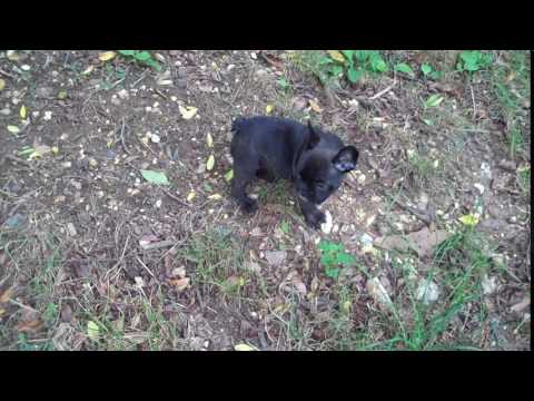 Elsas Miss Smoreo is a chocolate female puppy